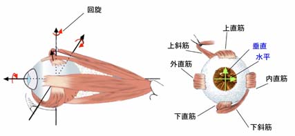 眼筋図